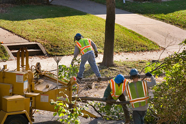 Best Dead Tree Removal  in Concordia, MO